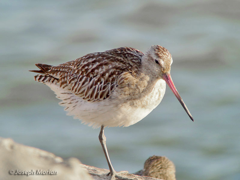 Bar-tailed Godwit (Limosa lapponica baueri)