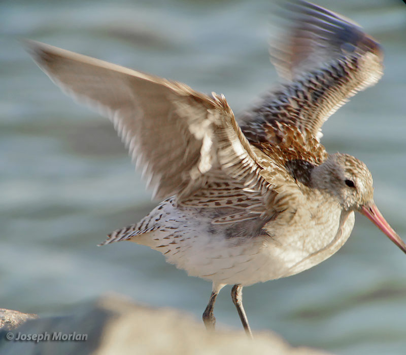 Bar-tailed Godwit (Limosa lapponica baueri)