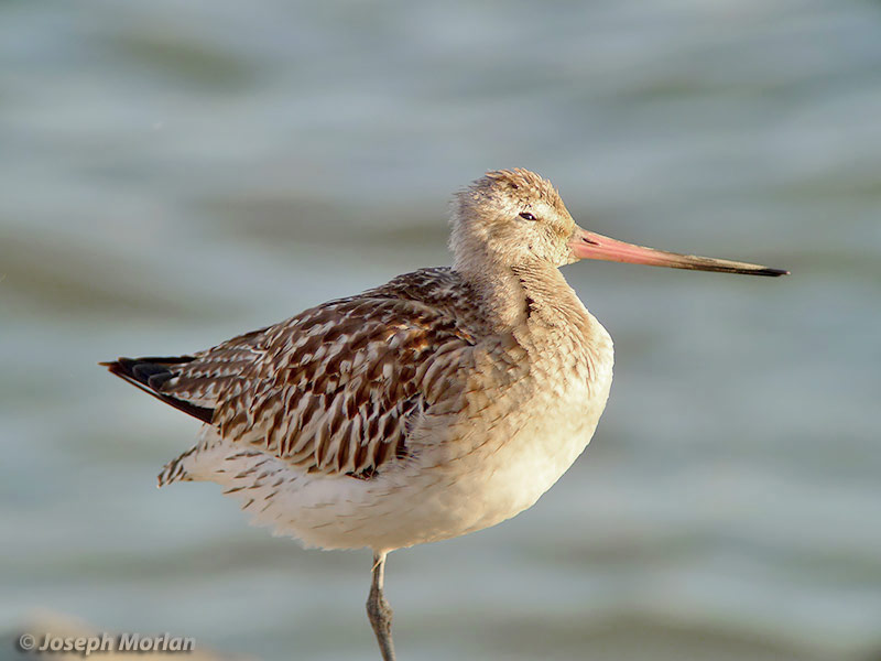 Bar-tailed Godwit (Limosa lapponica baueri)