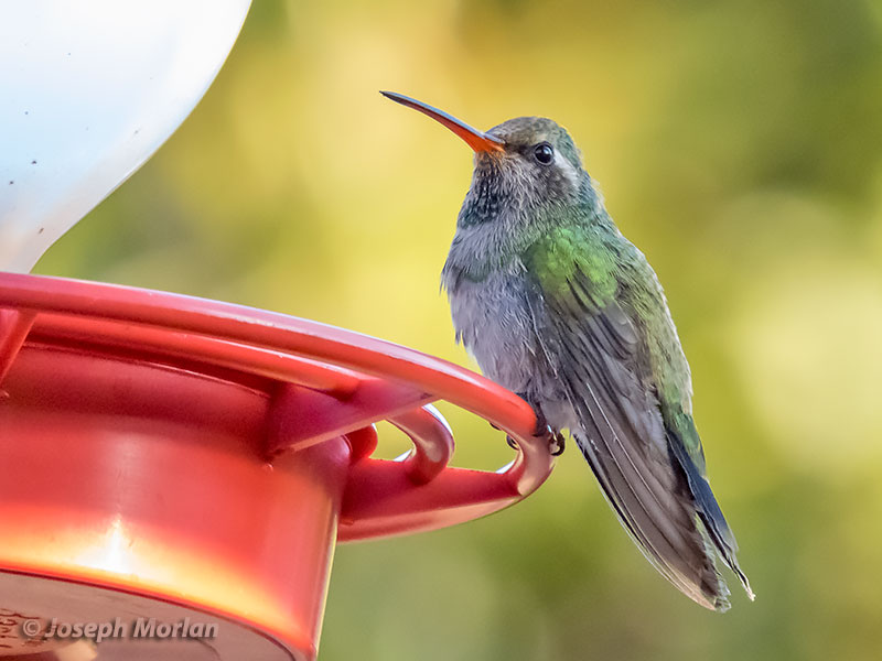  Broad-billed Hummingbird (Cynanthus latirostris) 