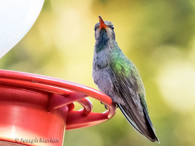  Broad-billed Hummingbird (Cynanthus latirostris) 