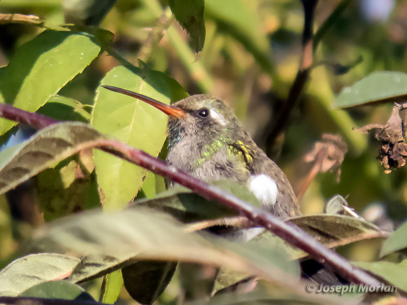  Broad-billed Hummingbird (Cynanthus latirostris) 