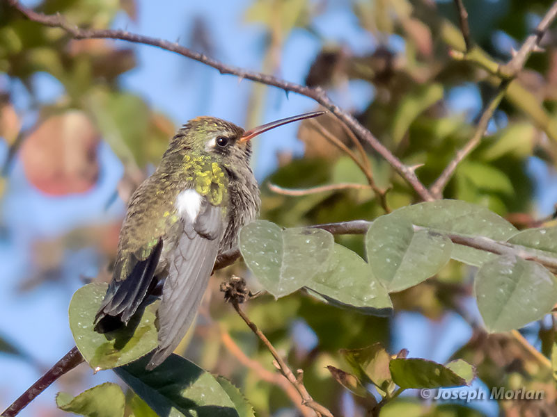  Broad-billed Hummingbird (Cynanthus latirostris) 