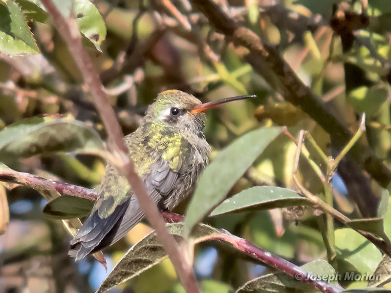  Broad-billed Hummingbird (Cynanthus latirostris) 