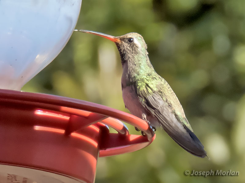  Broad-billed Hummingbird (Cynanthus latirostris) 