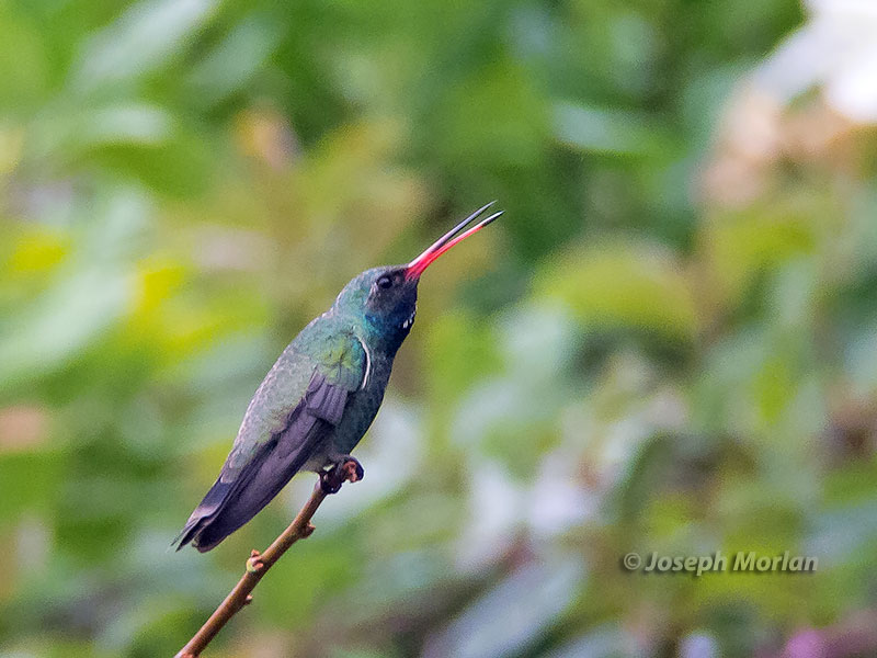 Broad-billed Hummingbird (Cynanthus latirostris magicus)