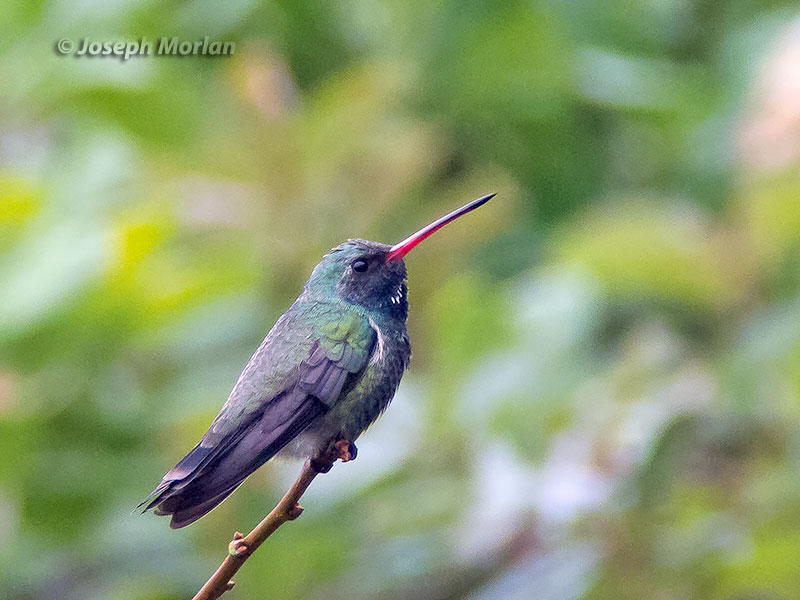 Broad-billed Hummingbird (Cynanthus latirostris magicus)