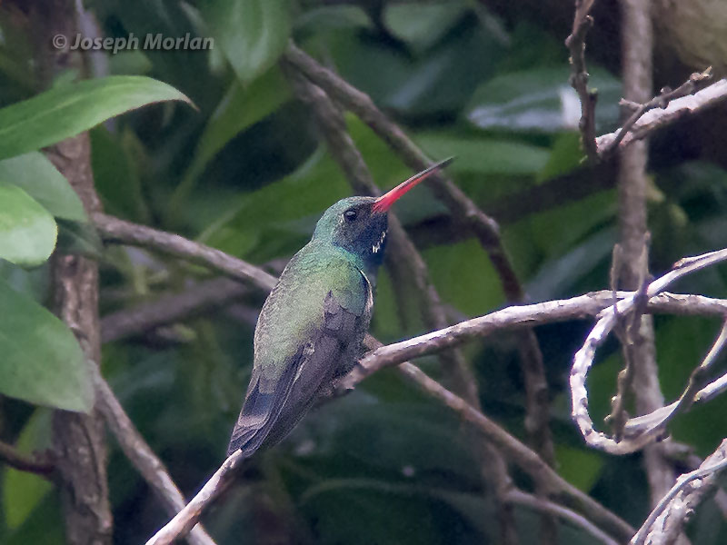 Broad-billed Hummingbird (Cynanthus latirostris magicus)