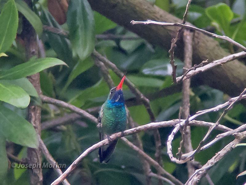 Broad-billed Hummingbird (Cynanthus latirostris magicus)