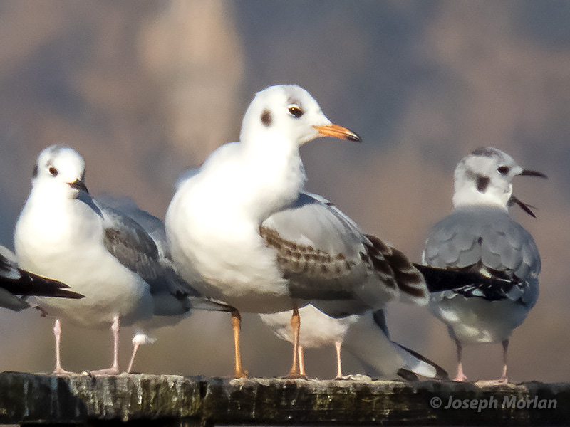 Black-headed Gull (Chroicocephalus ridibundus)