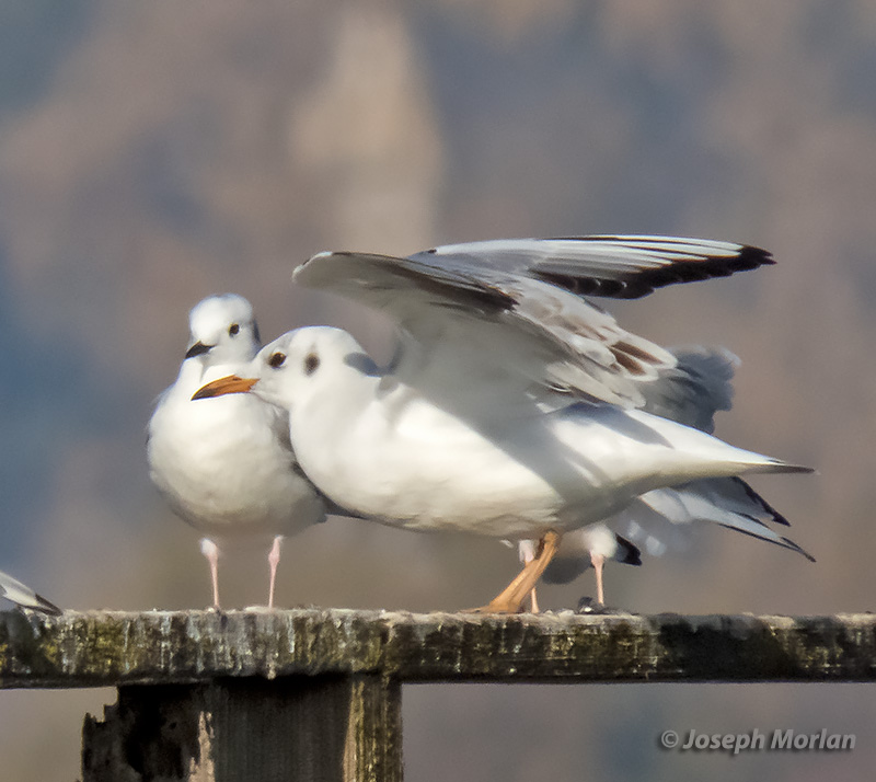 Black-headed Gull (Chroicocephalus ridibundus)