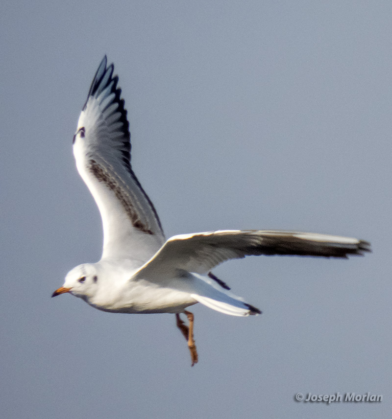 Black-headed Gull (Chroicocephalus ridibundus)