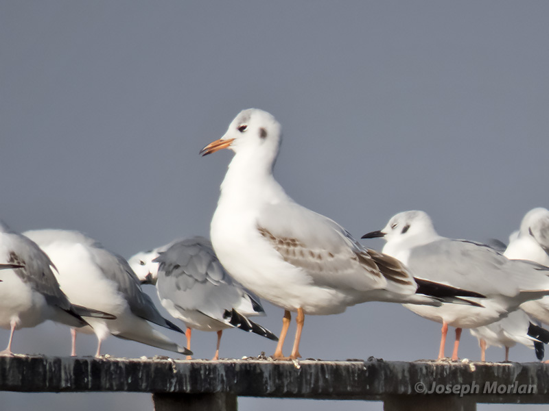 Black-headed Gull (Chroicocephalus ridibundus)