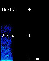 Common Ringed Plover Sonogram