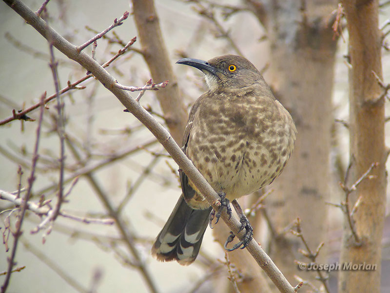 Curve-billed Thrasher (Toxostoma curvirostre) 