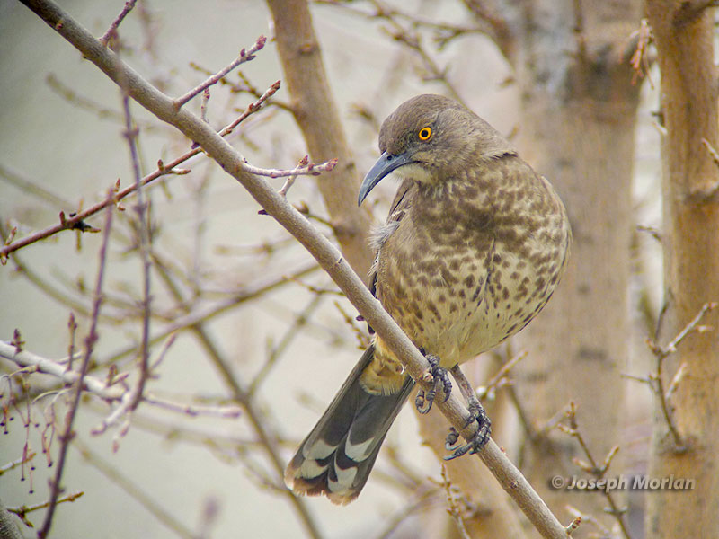 Curve-billed Thrasher (Toxostoma curvirostre) 