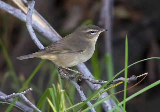 Dusky Warbler (Phylloscopus fuscatus)