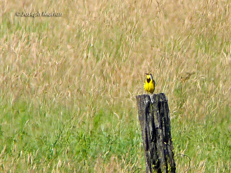  Eastern Meadowlark (Sturnella magna) 