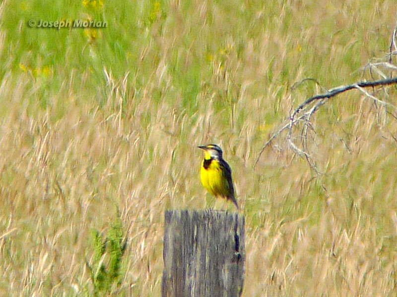  Eastern Meadowlark (Sturnella magna) 