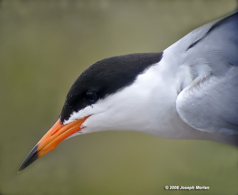 Forster's Tern (Sterna forsteri)