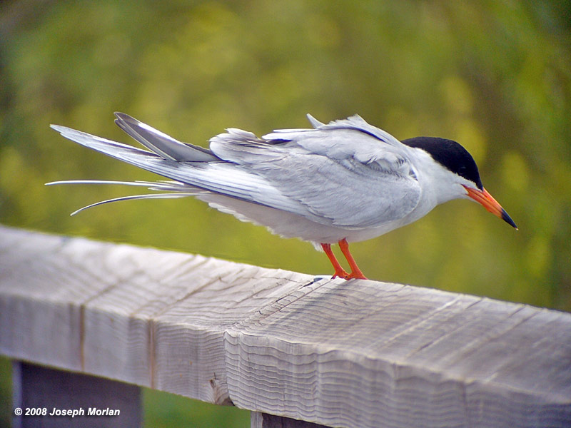 Forster's Tern (Sterna forsteri)