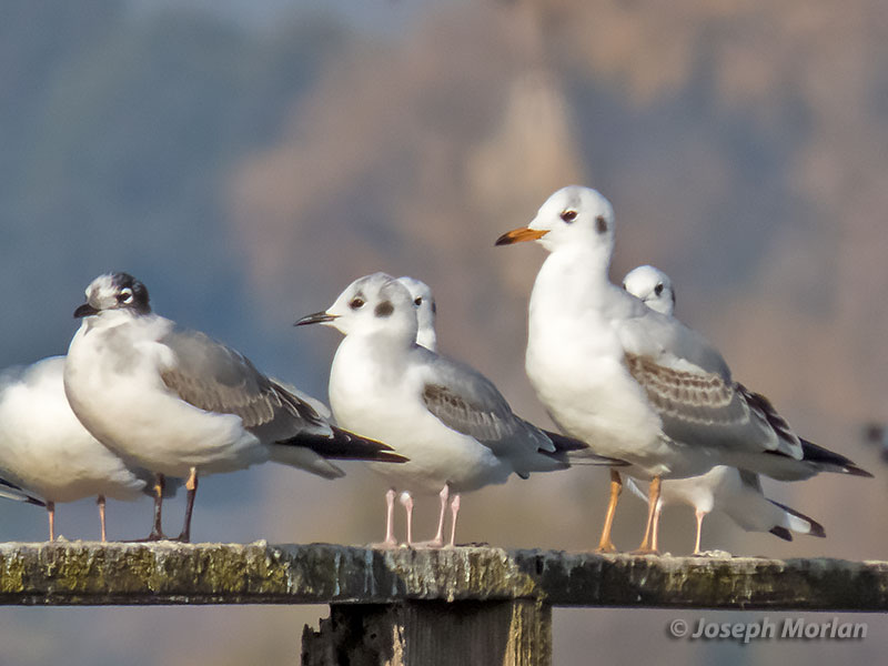 Black-headed Gull (Chroicocephalus ridibundus)