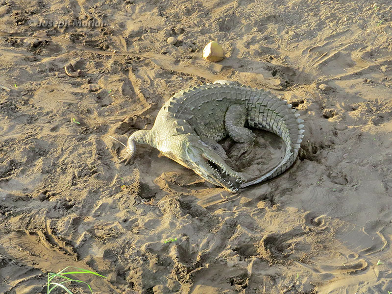 American Crocodile (Crocodylus acutus) 