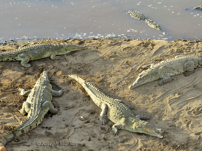 American Crocodile (Crocodylus acutus) 