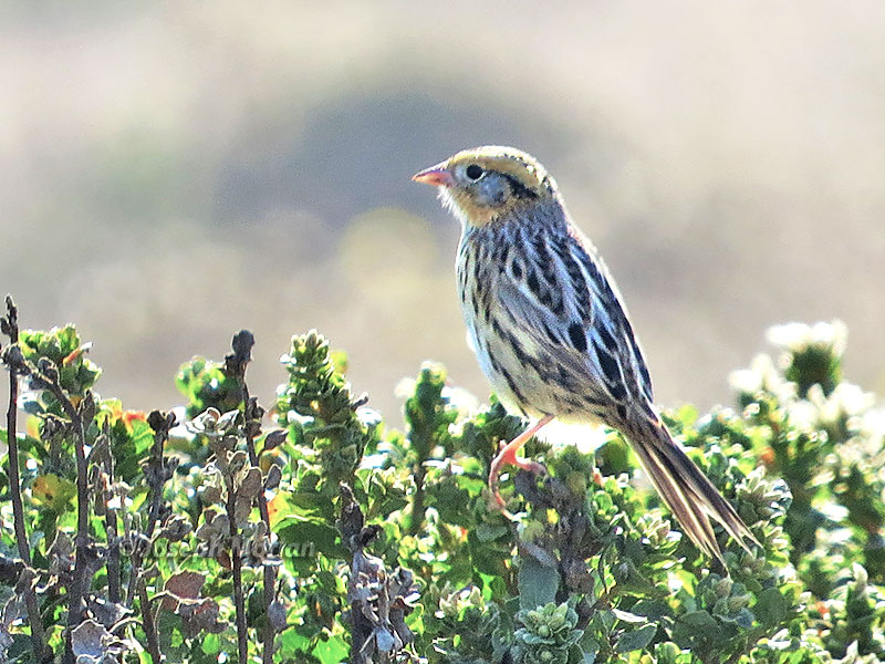 LeConte's Sparrow (Ammodramus leconteii)