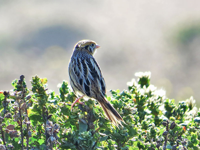 LeConte's Sparrow (Ammodramus leconteii)