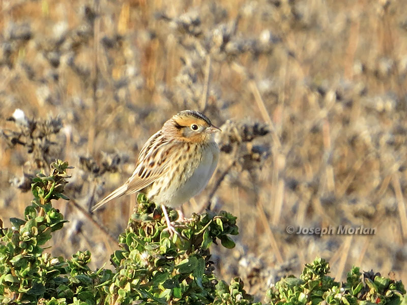 LeConte's Sparrow (Ammodramus leconteii) 