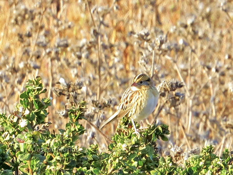 LeConte's Sparrow (Ammodramus leconteii) 