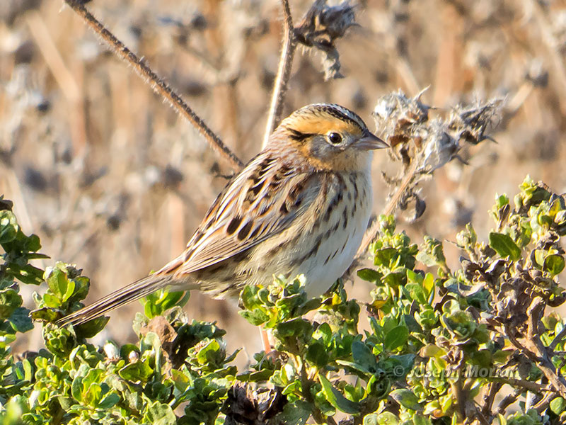 LeConte's Sparrow (Ammodramus leconteii) 