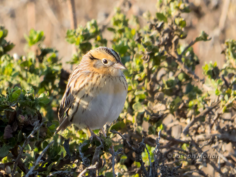 LeConte's Sparrow (Ammodramus leconteii) 