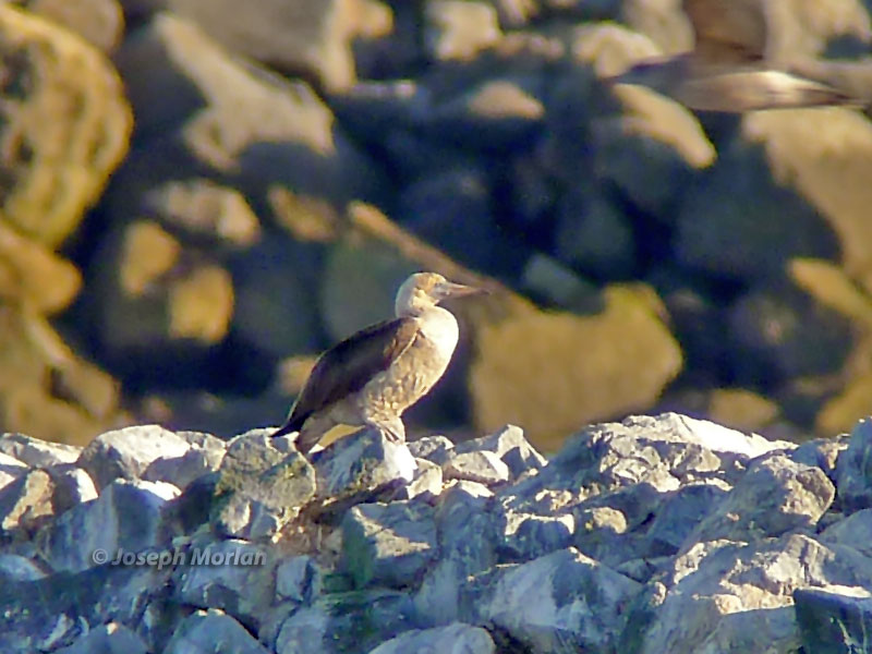 Red-footed Booby (Sula sula) 