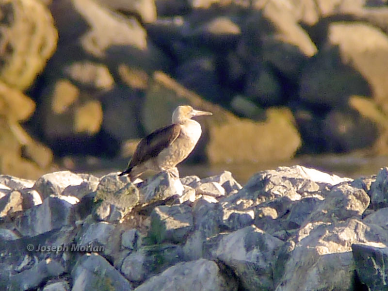 Red-footed Booby (Sula sula) 