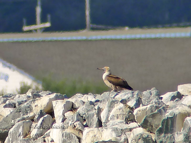 Red-footed Booby (Sula sula)