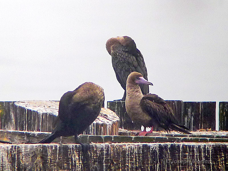 Red-footed Booby (Sula sula websteri) 