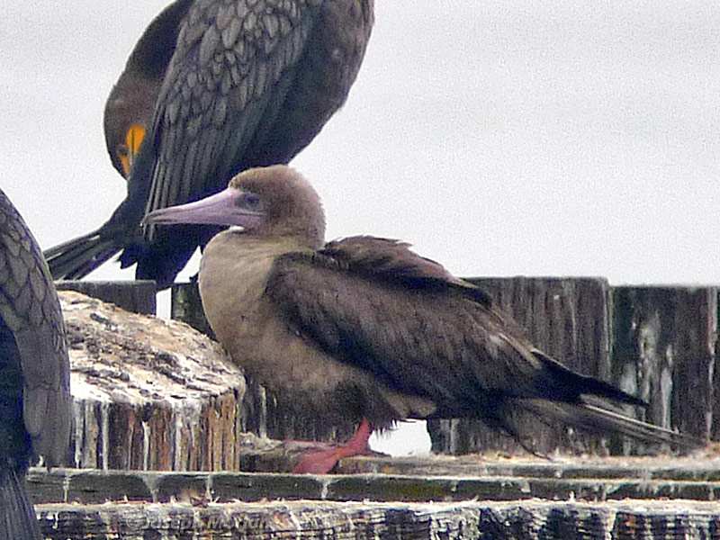 Red-footed Booby (Sula sula websteri) 