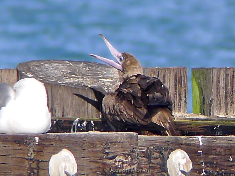 Red-footed Booby (Sula sula websteri) 