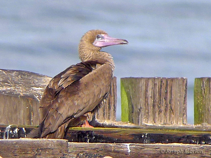 Red-footed Booby (Sula sula websteri) 