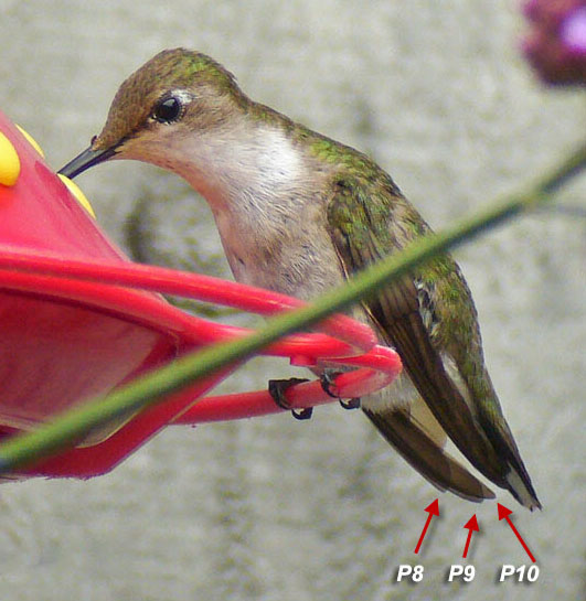 Ruby-throated Hummingbird