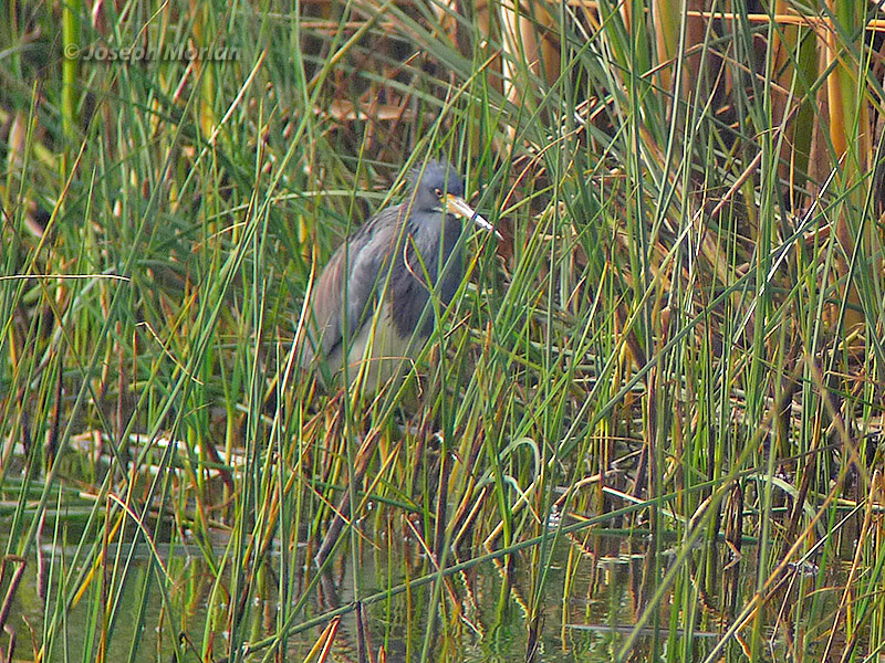 Tricolored Heron (Egretta tricolor ruficollis)