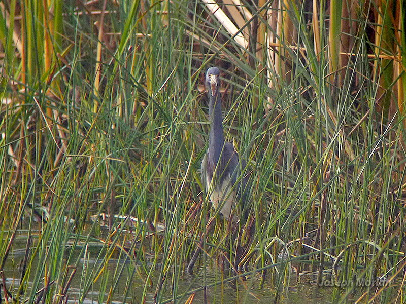 Tricolored Heron (Egretta tricolor ruficollis)