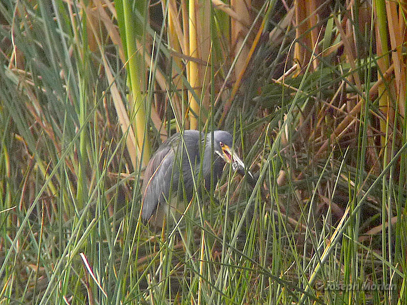 Tricolored Heron (Egretta tricolor ruficollis)