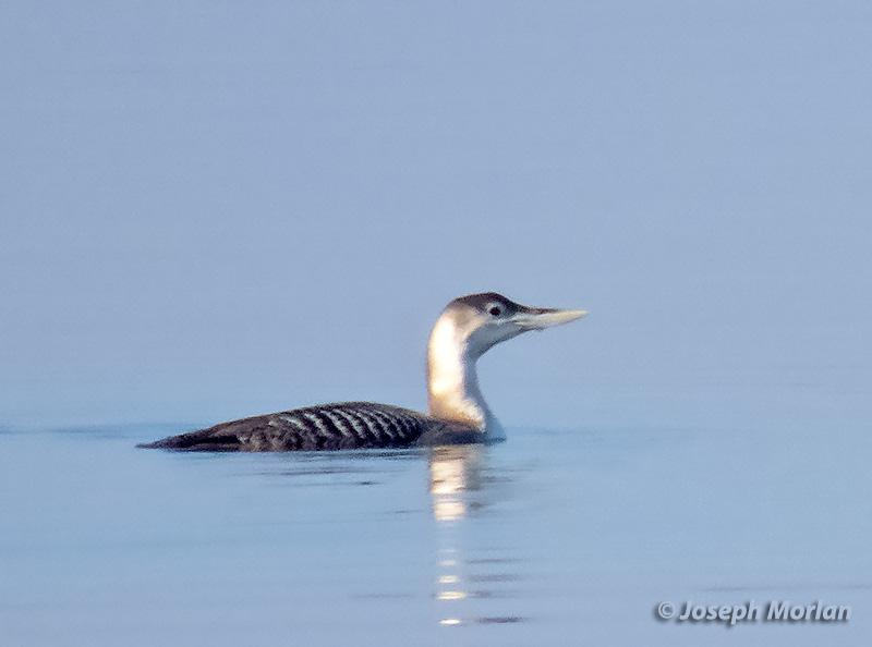 Yellow-billed Loon (Gavia adamsii) 