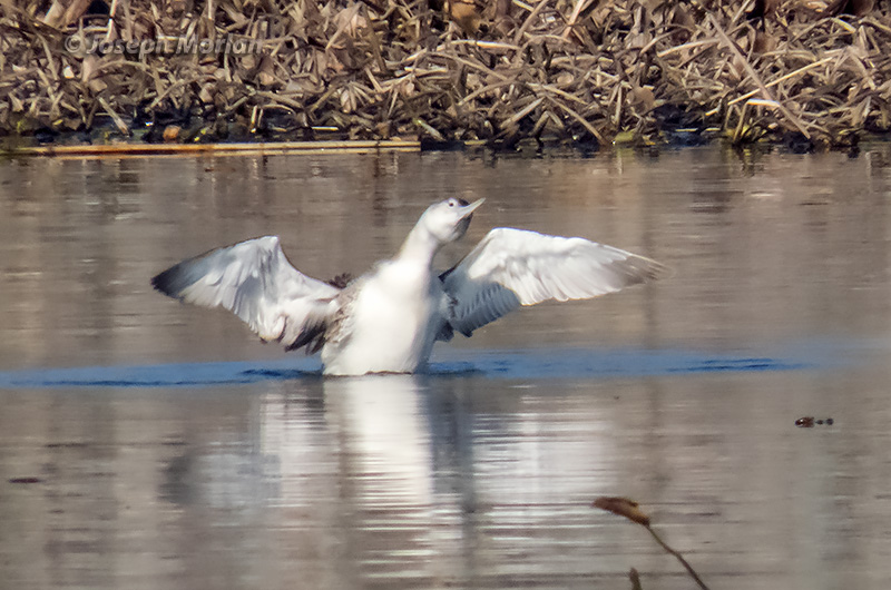 Yellow-billed Loon (Gavia adamsii) 