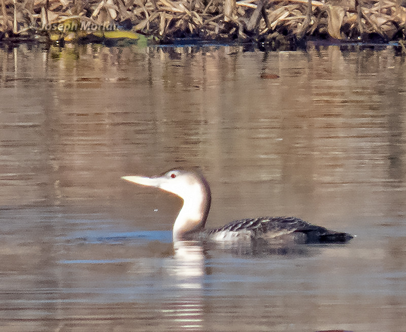 Yellow-billed Loon (Gavia adamsii) 