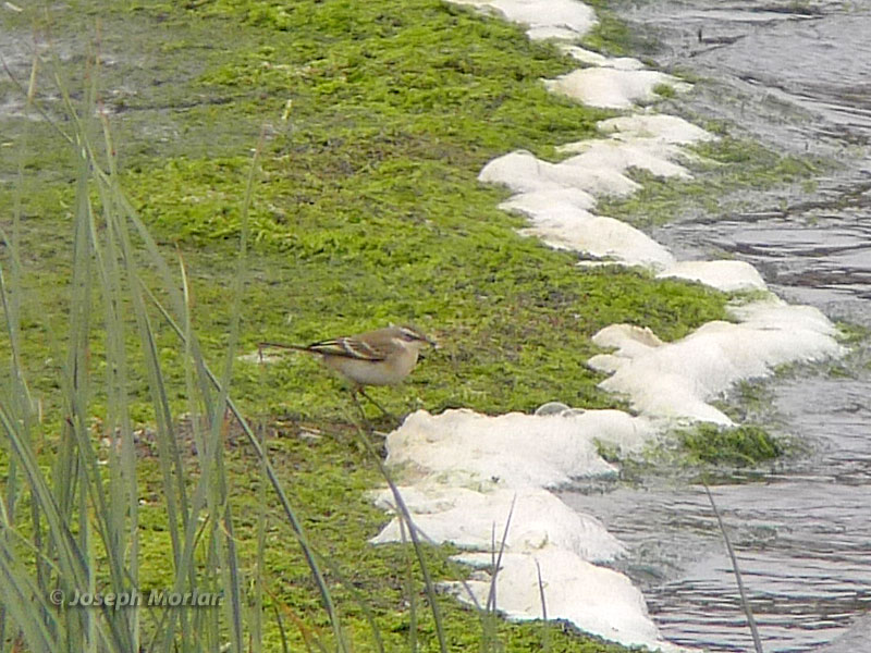 Eastern Yellow Wagtail (Motacilla tschutschensis) 