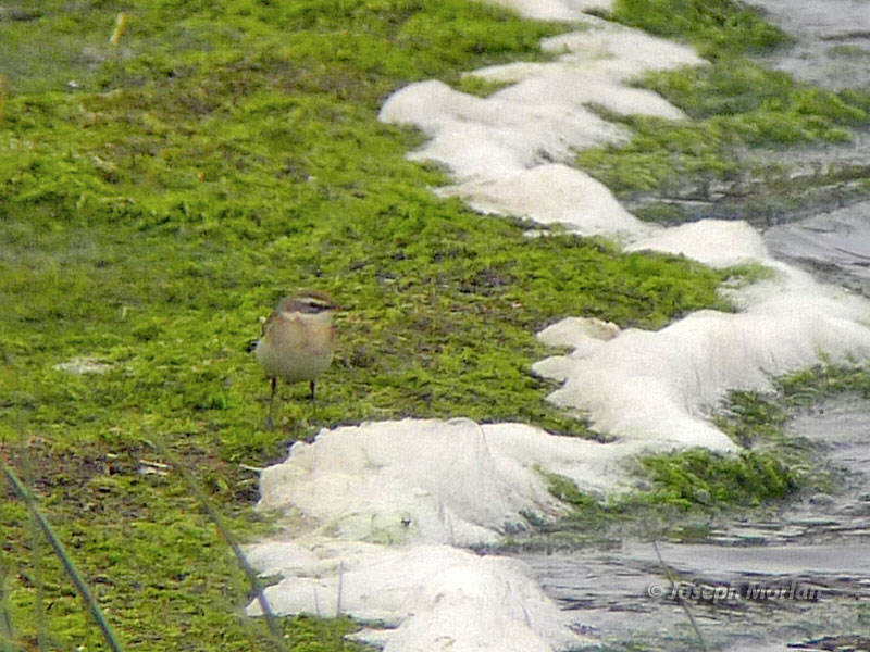 Eastern Yellow Wagtail (Motacilla tschutschensis) 